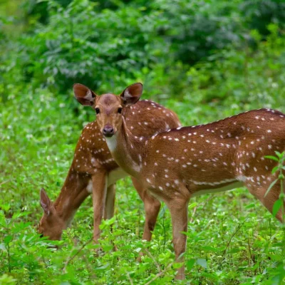 Chinnar Wildlife Sanctuary