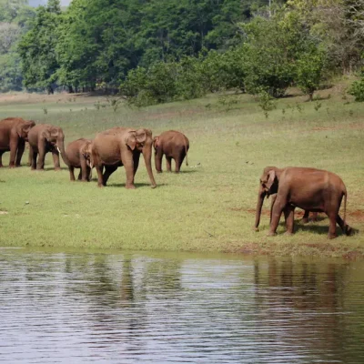 Periyar Wildlife Sanctuary