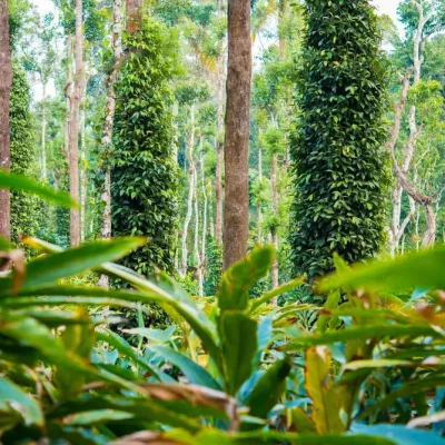 Thekkady Spice Plantations